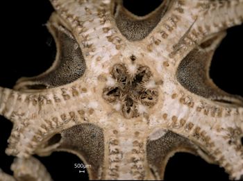 Media type: image; Invertebrate Zoology OPH-2931